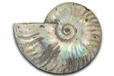 Silver Iridescent Ammonite (Cleoniceras) Fossil - Madagascar #346729-1